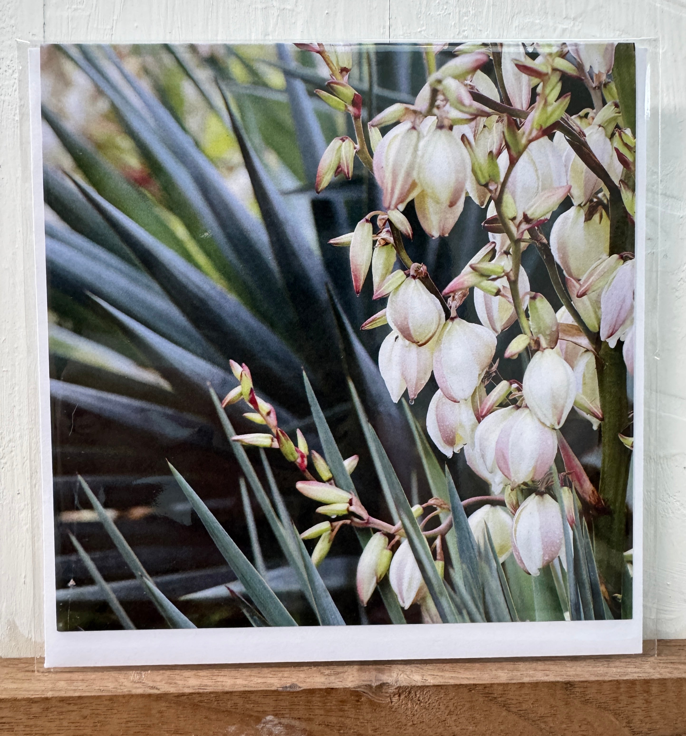 #02 Greeting Card - Yucca