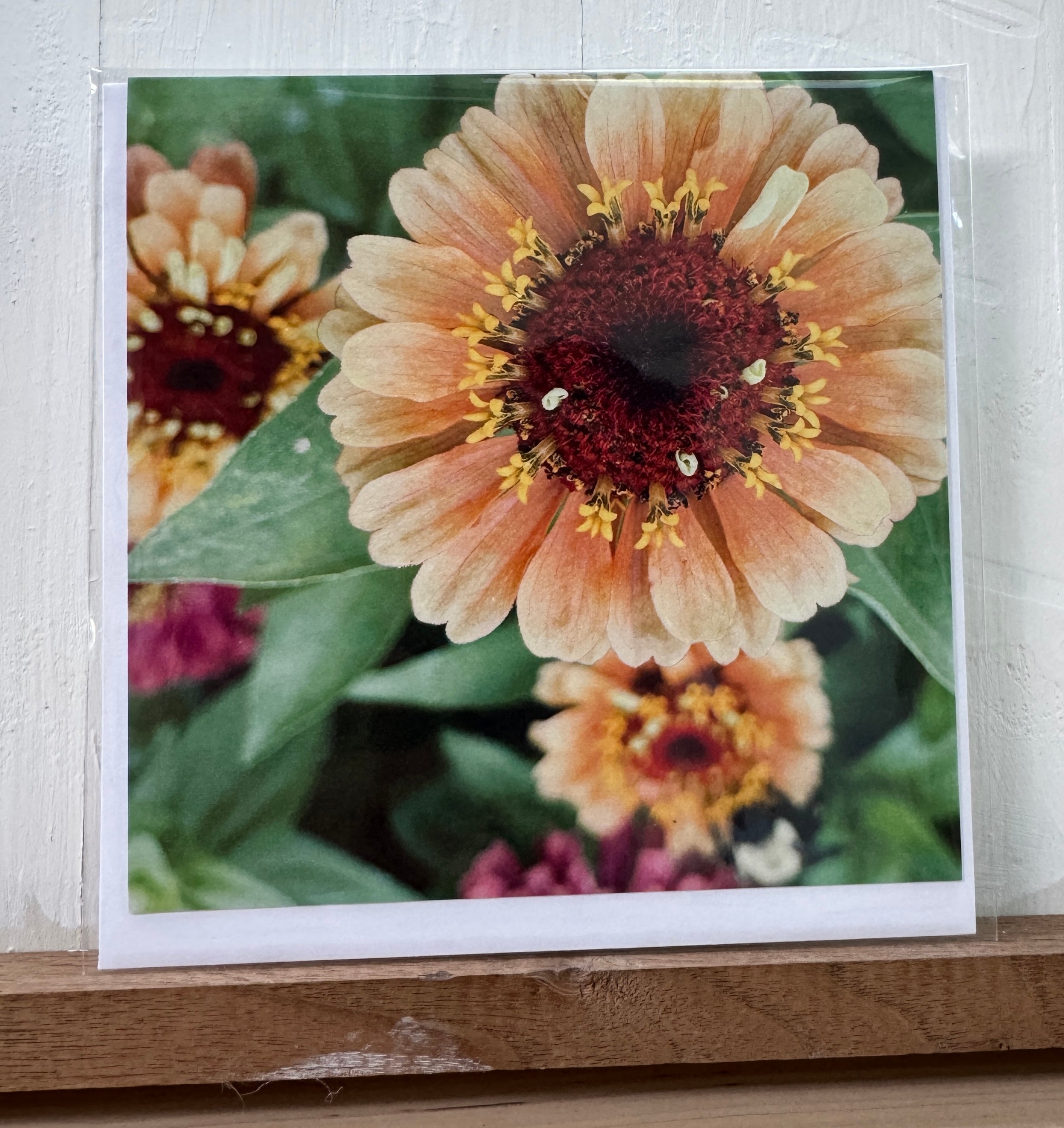 #14 Greeting Card - Zinnia