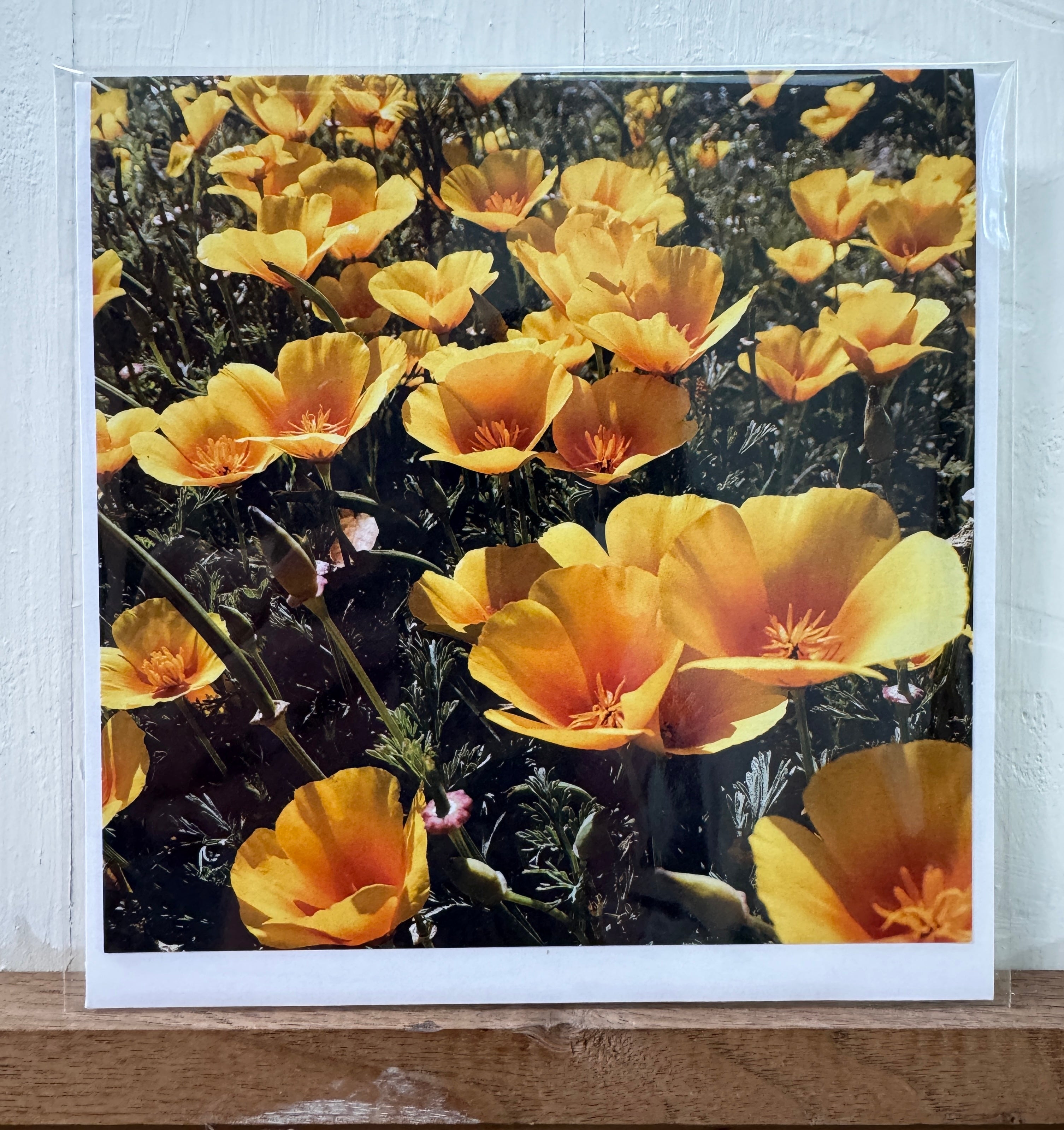 #11 Greeting Card - CA Poppy
