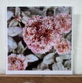 #08 Greeting Card - Sea Buckwheat