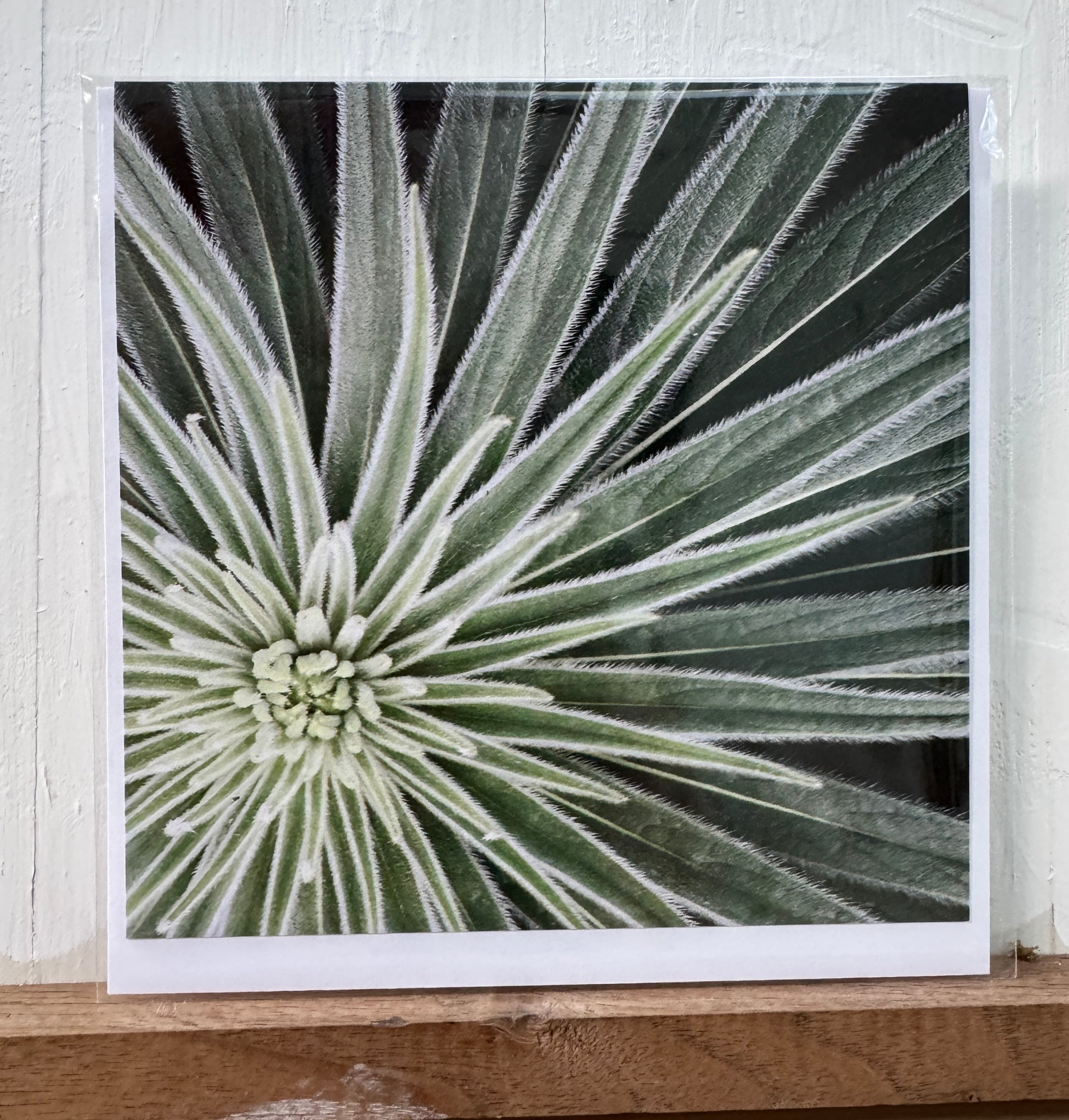#12 Greeting Card - Echium