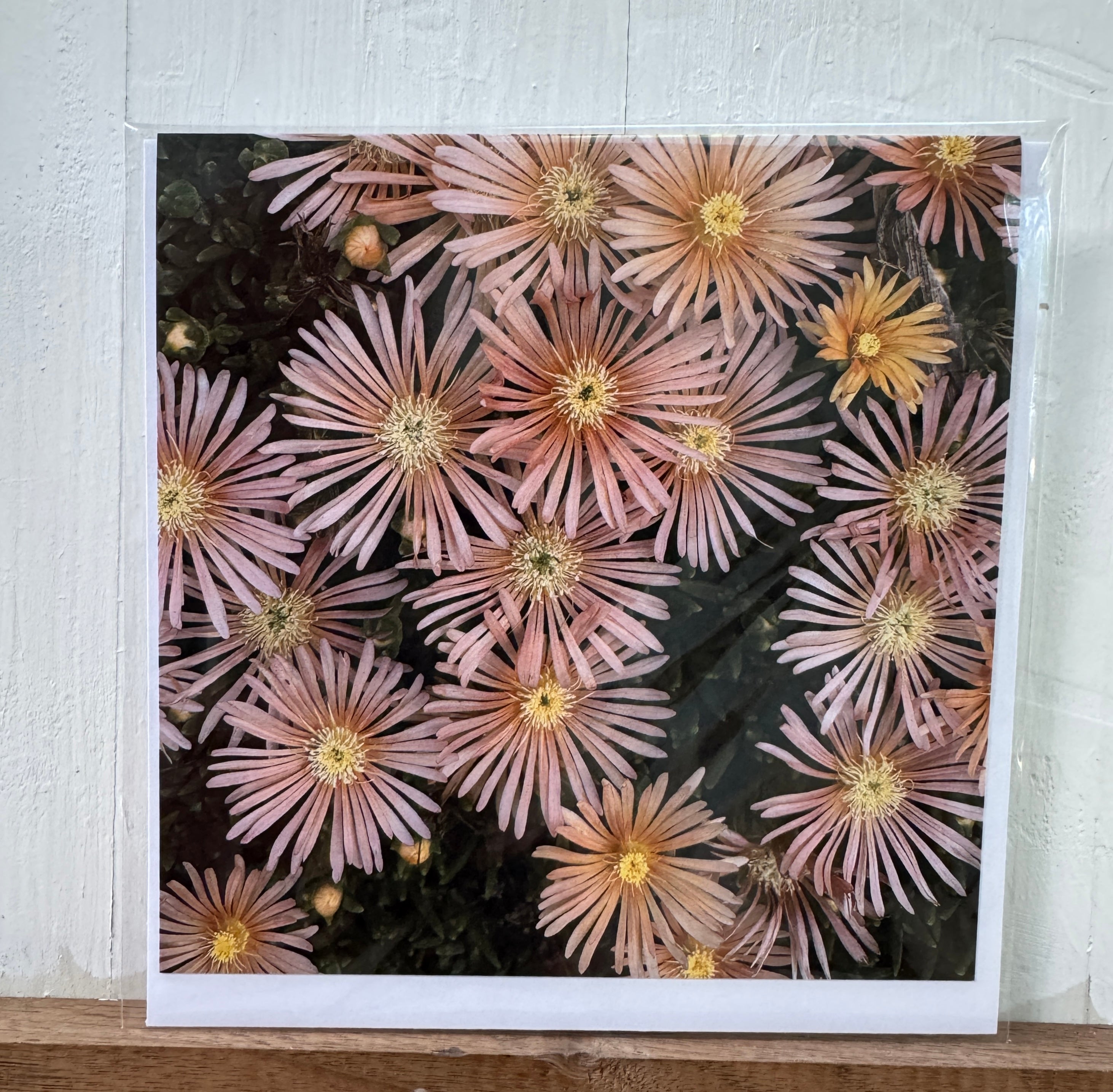 #09 Greeting Card - Aster